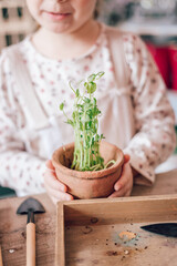 Girl's hands holding a pot with a green plant