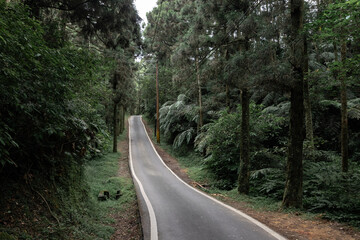 Deep in the mountain a little road go through a wild forest, with many tall trees and ferns, in Shuang-Xi, New Taipei City, Taiwan.