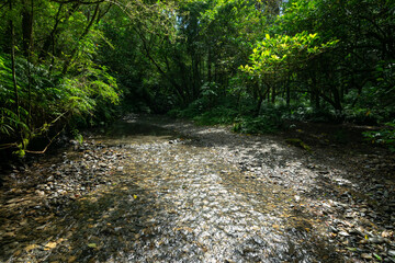 Peaceful stream flowing on many round rocks, water from the deep woods, and sun shines between leafs, in Shuang-xi, New Taipei City, Taiwan.