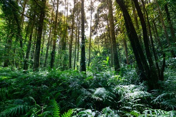 Warm sunlight go through the woods, shines on the ferns on the ground, in Shuangxi, New Taipei...