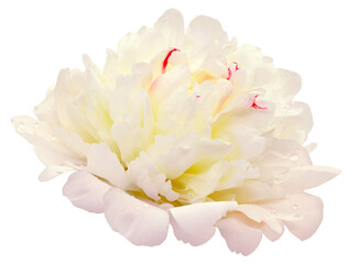 Peony flower  on  isolated background. Closeup. For design. Transparent background.  Nature.