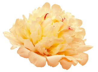 Yellow  Peony flower  on  isolated background. Closeup. For design. Nature.
