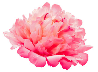 Pink peony flower  on  isolated background. Closeup. For design. Transparent background.  Nature.
