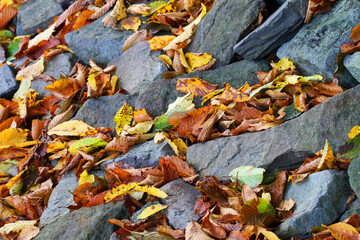 Autumn leaves lying on the stones in the park.