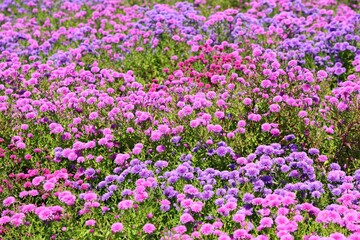 가을 들판 풍경 - 꽃들의 개화