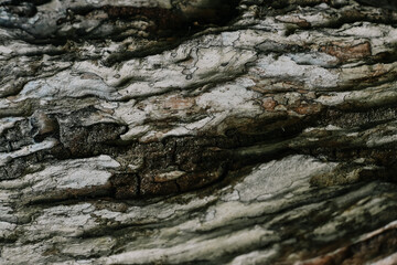 Natural texture of wooden tree bark