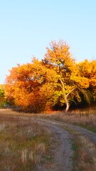 The image showcases a tree adorned in yellow-orange foliage, capturing the essence of autumn's brilliance as nature's palette shifts to warm hues, illuminating the landscape with a radiant glow