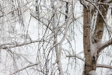 Black and white birch trees in winter on snow - 748625122