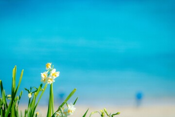海辺に咲く水仙