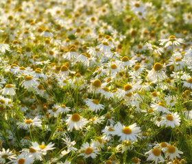 Daisies, nature and countryside or flower environment in spring or outdoor exploring or garden, sustainable or growth. Field, blue sky and land in England for summer weather or flora, location or sun