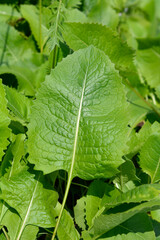 Single-flowered sawwort leaves