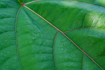 Green leaf texture background
