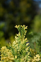 Lawsons Cypress Pygmaea Argentea branches