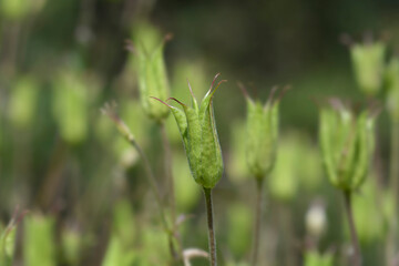 Common columbine seed pods