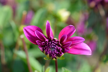Pink Dahlia flower