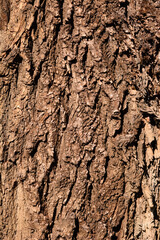 Candadian poplar bark detail
