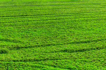 natural background of spring green field with  rows of toung salad growth. Agricultural landscape concept