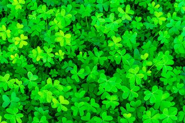 background of green garden clover , trefiol texture closeup, forest nature wallpaper , pattern of...