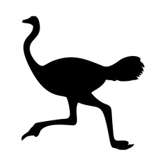 Fototapeta premium silhouette of a standing ostrich