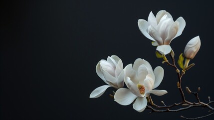 "Magnolia flowers with a dark background in their natural environment."