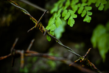 Suplir plants on the rocks
