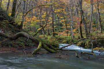 日本　青森県十和田市、十和田湖の子ノ口から焼山まで続く奥入瀬渓流の紅葉