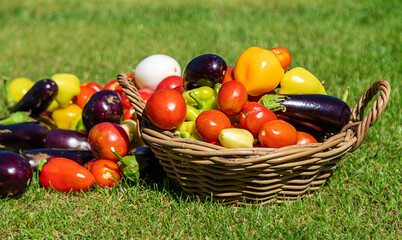 Harvest different vegetables in the garden. Selective focus.