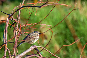 Meadow pipit sitting on a tree branch at springtime