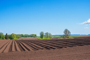 Potato field in a rural landscape view