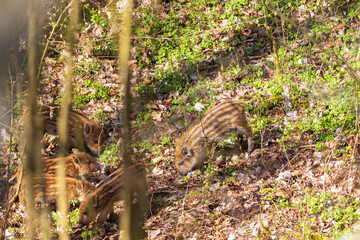 Cute Wild boar piglets in the spring