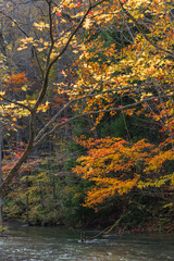 日本　青森県十和田市、十和田湖の子ノ口から焼山まで続く奥入瀬渓流の紅葉
