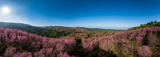 Aerial drone panorama of pink sakura cherry blossom on Phu Lom Lo mountain, Phitsanulok and Loei Province, Thailand - 748632928