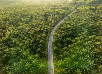 Arial view of road in the middle of palm plantation with green lens flare, Phang Nga, Thailand