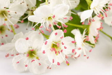 Hawthorn (Crataegus monogyna) flowers isolated on white background