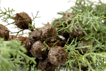 Branch of green thuja on a white background