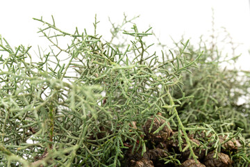 Branch of green thuja on a white background