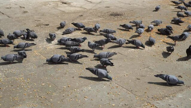 Gray urban common pigeon in a crowd of eating birds in the street close-up. People are feeding corn to pigeons.