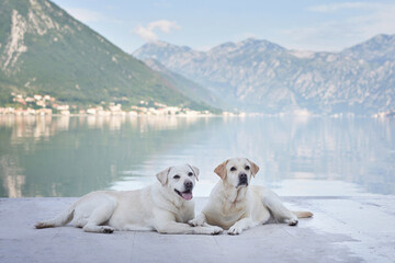 Obraz na płótnie Canvas Two Labrador Retrievers dogs lounge on a pier, with a calm lake and mountains in the background