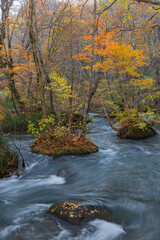 日本　青森県十和田市、十和田湖の子ノ口から焼山まで続く奥入瀬渓流の飛金の流れと紅葉