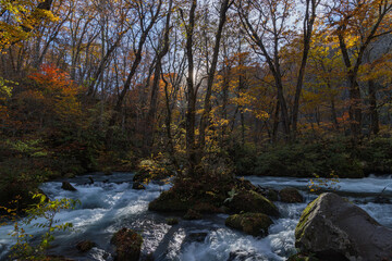 日本　青森県十和田市、十和田湖の子ノ口から焼山まで続く奥入瀬渓流の飛金の流れと紅葉