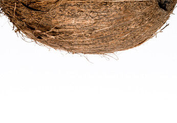 coconut on white background macro closeup