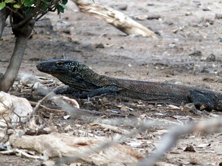 Komodo Dragon hiding in the sand behind a tiny tree camouflaged Komodo Island National Park Hiking Indonesia Asia