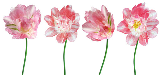 Set  flowers tulips  on  isolated background.   For design. Closeup.  Transparent background.    Nature.