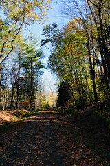 Fototapeta premium autumn in the woods
