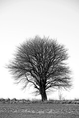 Forest, black and white with trees, nature and sunshine with sustainability and environment with ecology. Eco friendly, empty and bark with field and leaf with countryside and spring with agriculture