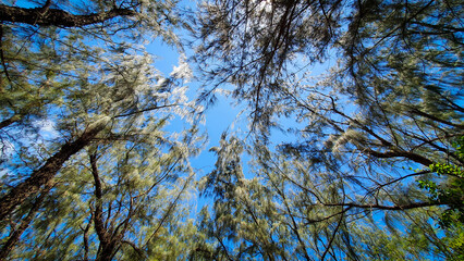 Look up to the sky through the forest - Reunion Island