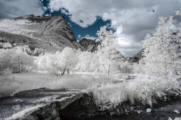 A tranquil scene captured using infrared photography, showcasing white foliage against dark...
