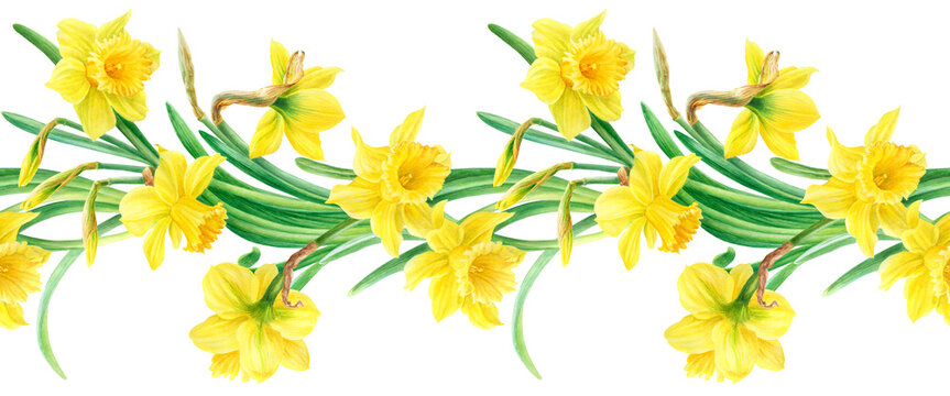 Watercolor seamless pattern of yellow daffodils in botanical style. Spring flowers on a white background.