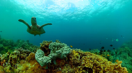Turtle and tropical fish over corals. Underwater world landscape scenery.