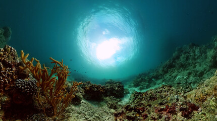 Underwater coral reef landscape. Tropical fish underwater.